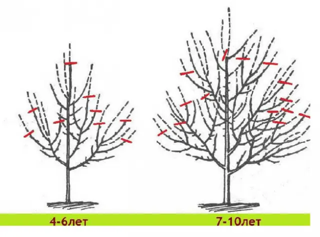 Pruning apple trees in winter