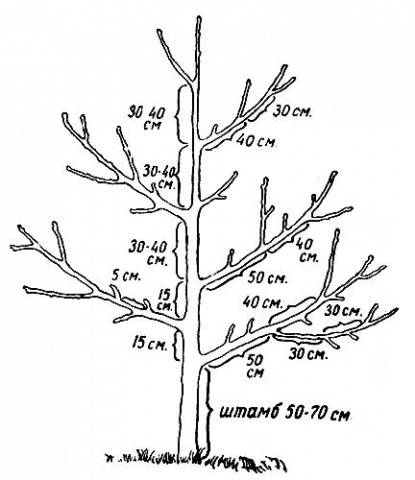 Pruning apple trees in winter