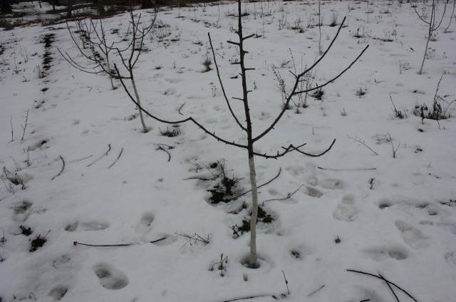 Pruning apple trees in winter