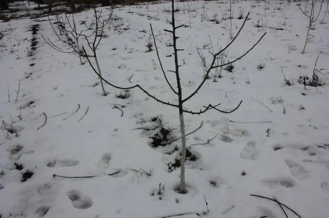 Pruning apple trees in winter