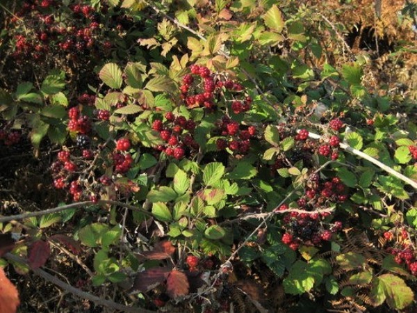 Pruning Blackberries in the Fall for Beginners: Tips and Tricks