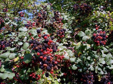 Pruning Blackberries in the Fall for Beginners: Tips and Tricks