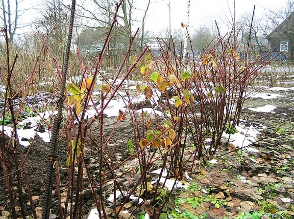 Pruning Blackberries in the Fall for Beginners: Tips and Tricks