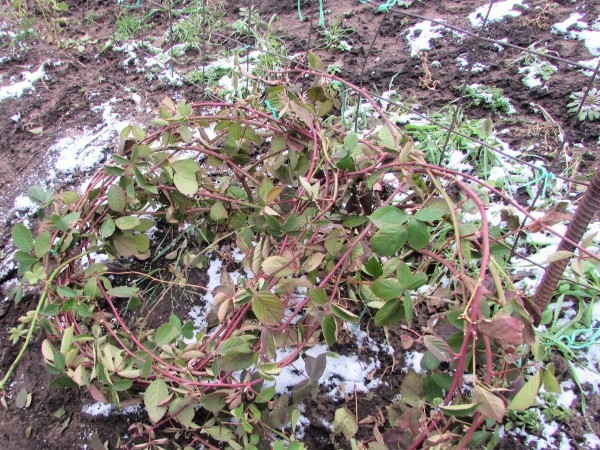 Pruning Blackberries in the Fall for Beginners: Tips and Tricks