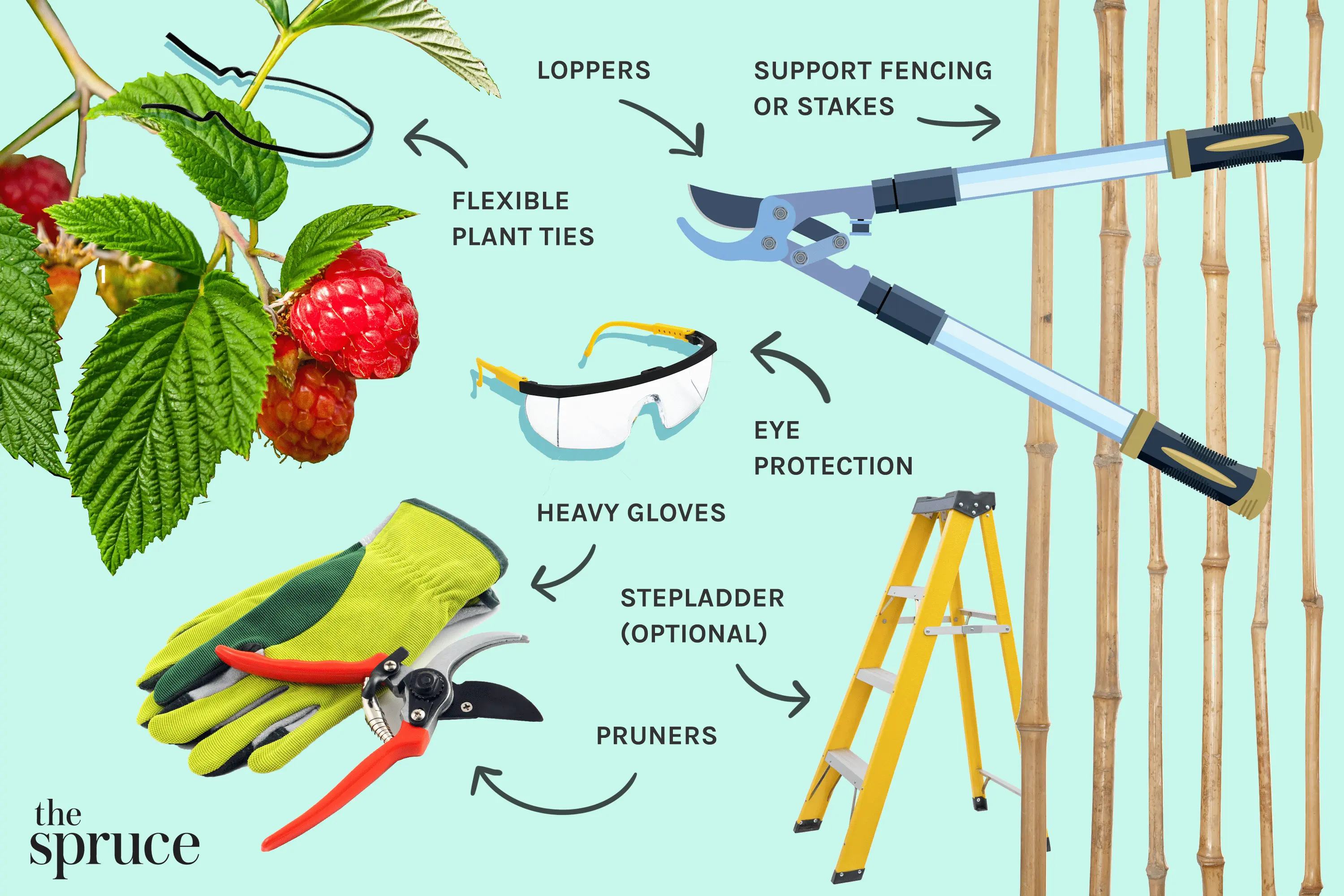 Pruning Blackberries in the Fall for Beginners: Tips and Tricks