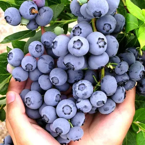 Pruning blueberries in autumn, spring for beginners, schemes