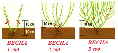 Pruning blueberries in autumn, spring for beginners, schemes