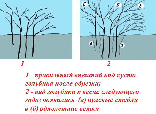 Pruning blueberries in autumn, spring for beginners, schemes