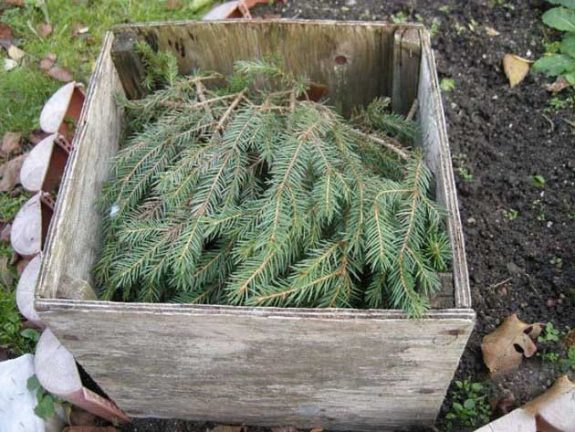 Pruning budley for the winter