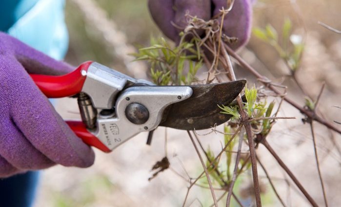 Pruning budley for the winter