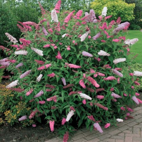 Pruning budley for the winter