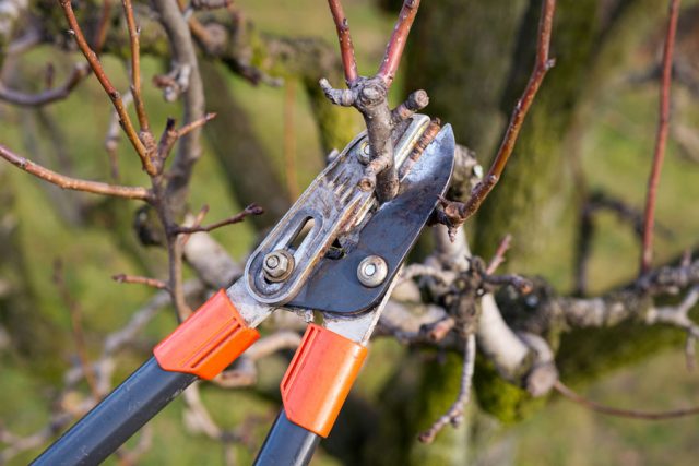 Pruning budley for the winter