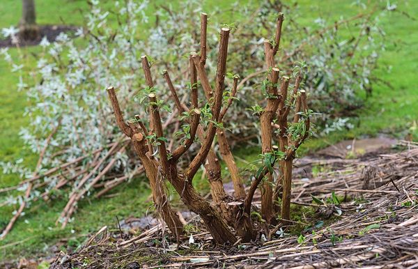 Pruning budley for the winter