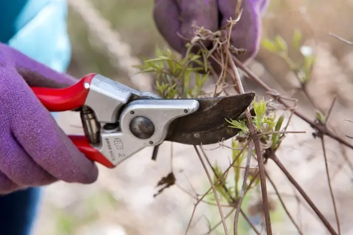 Pruning budley for the winter