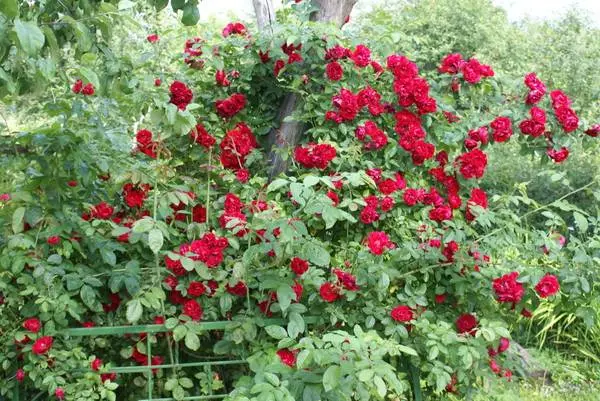 Pruning climbing roses for the winter