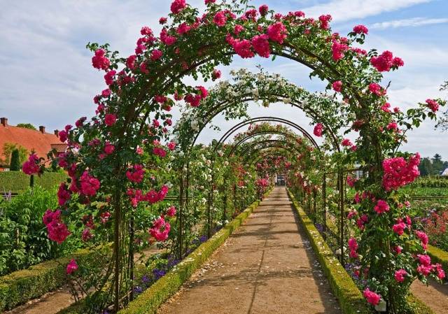 Pruning climbing roses for the winter