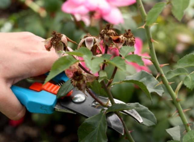 Pruning climbing roses for the winter