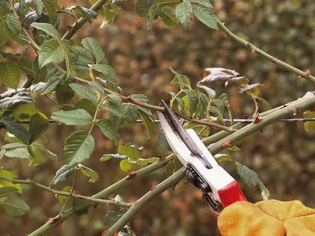 Pruning climbing roses for the winter