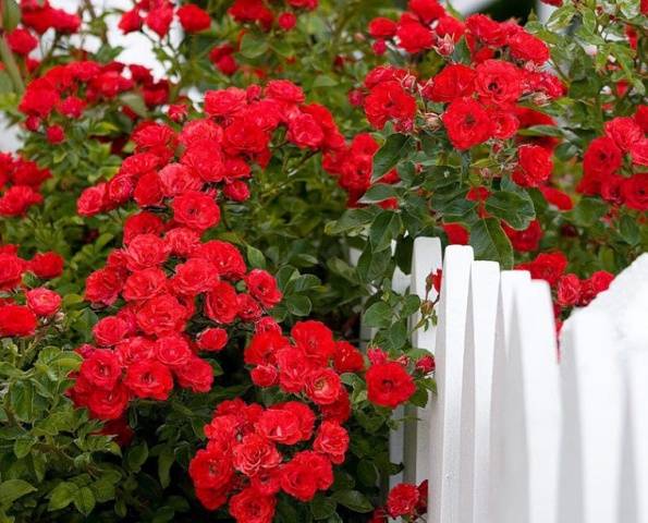 Pruning climbing roses for the winter