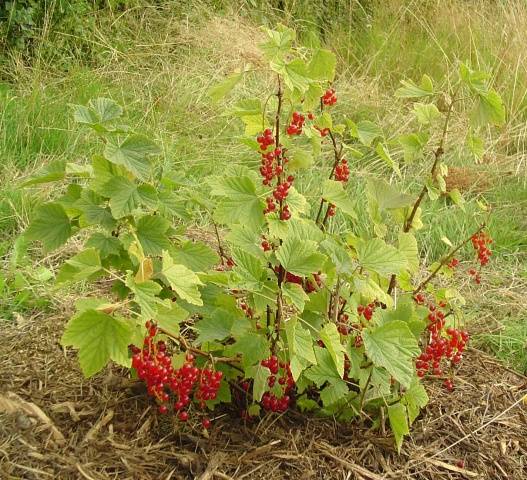 Pruning currants in autumn