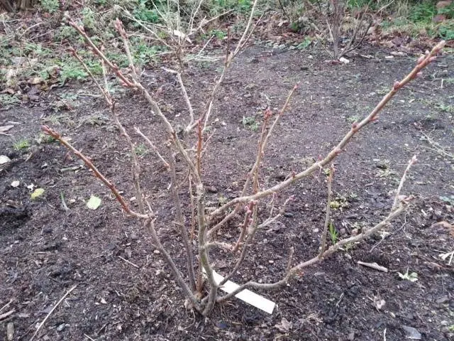 Pruning currants in autumn