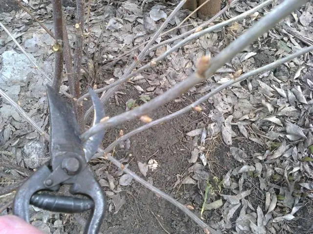 Pruning currants in autumn