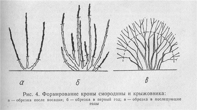 Pruning currants in autumn