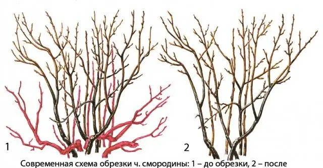 Pruning currants in autumn