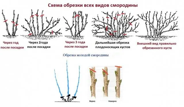 Pruning currants in autumn