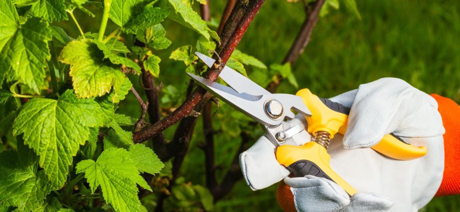 Pruning currants in autumn