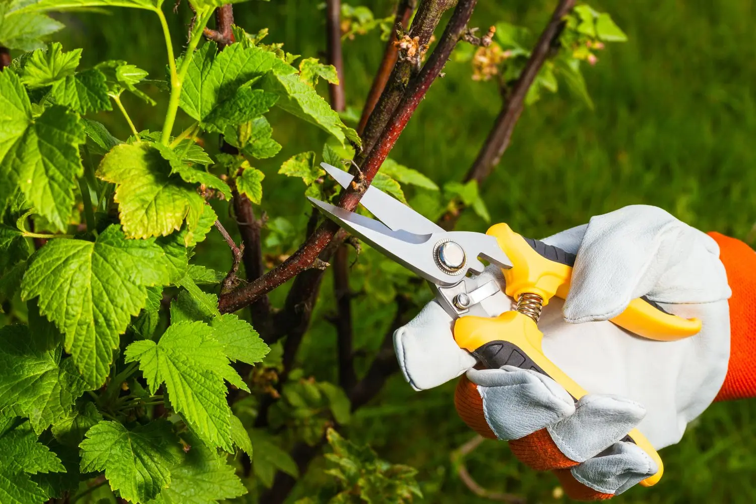 Pruning currants in autumn