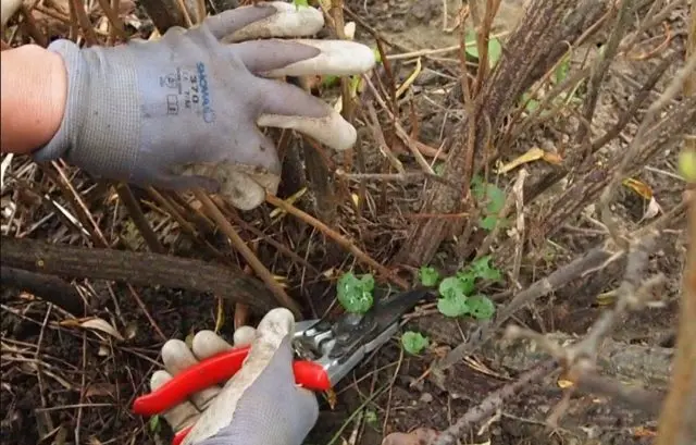 Pruning currants in spring: pictures and videos for beginners