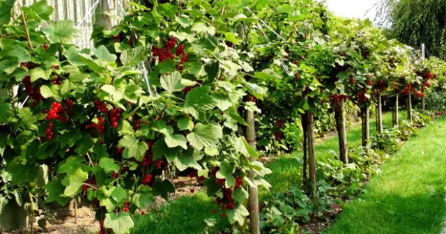 Pruning currants in spring: pictures and videos for beginners