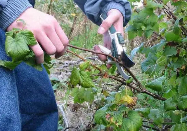 Pruning currants in spring: pictures and videos for beginners