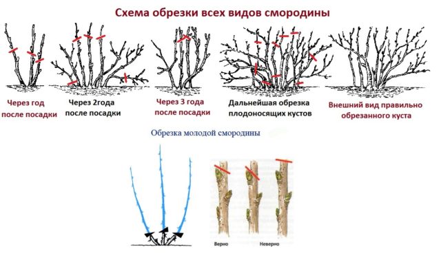 Pruning currants in spring: pictures and videos for beginners