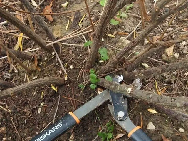 Pruning currants in spring: pictures and videos for beginners