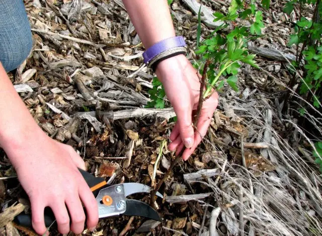 Pruning currants in spring: pictures and videos for beginners