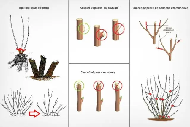 Pruning currants in spring: pictures and videos for beginners