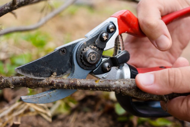 Pruning currants in spring: pictures and videos for beginners