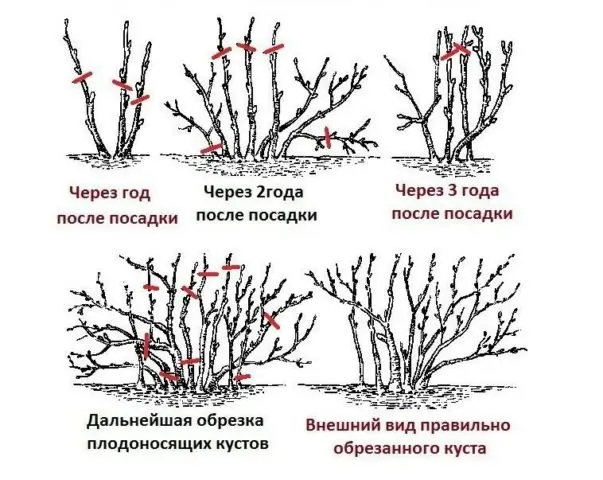 Pruning currants in spring: pictures and videos for beginners