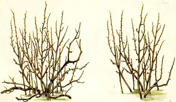 Pruning currants in spring: recommendations, photos and videos