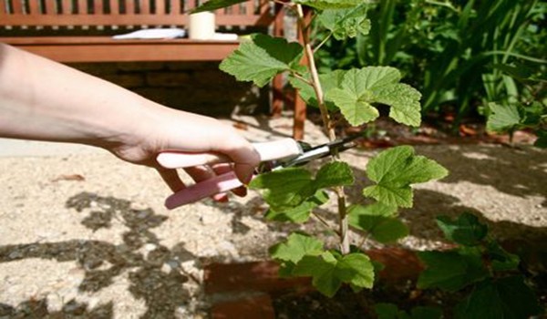 Pruning currants in spring: recommendations, photos and videos