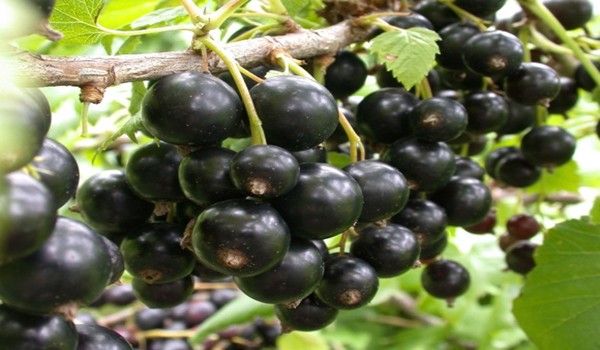 Pruning currants in spring: recommendations, photos and videos