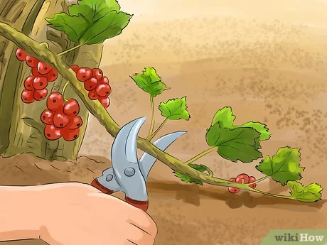 Pruning currants in spring: recommendations, photos and videos