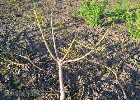 Pruning dwarf apple trees in autumn