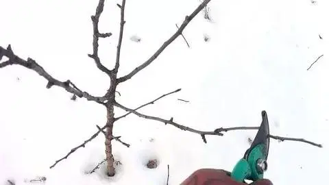 Pruning dwarf apple trees in autumn