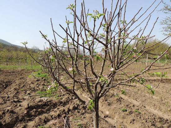 Pruning dwarf apple trees in autumn