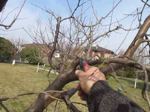 Pruning dwarf apple trees in autumn