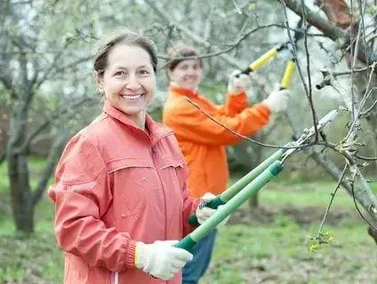 Pruning dwarf apple trees in autumn