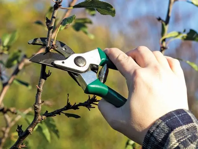 Pruning dwarf apple trees in autumn